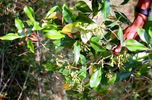 clove plant oil